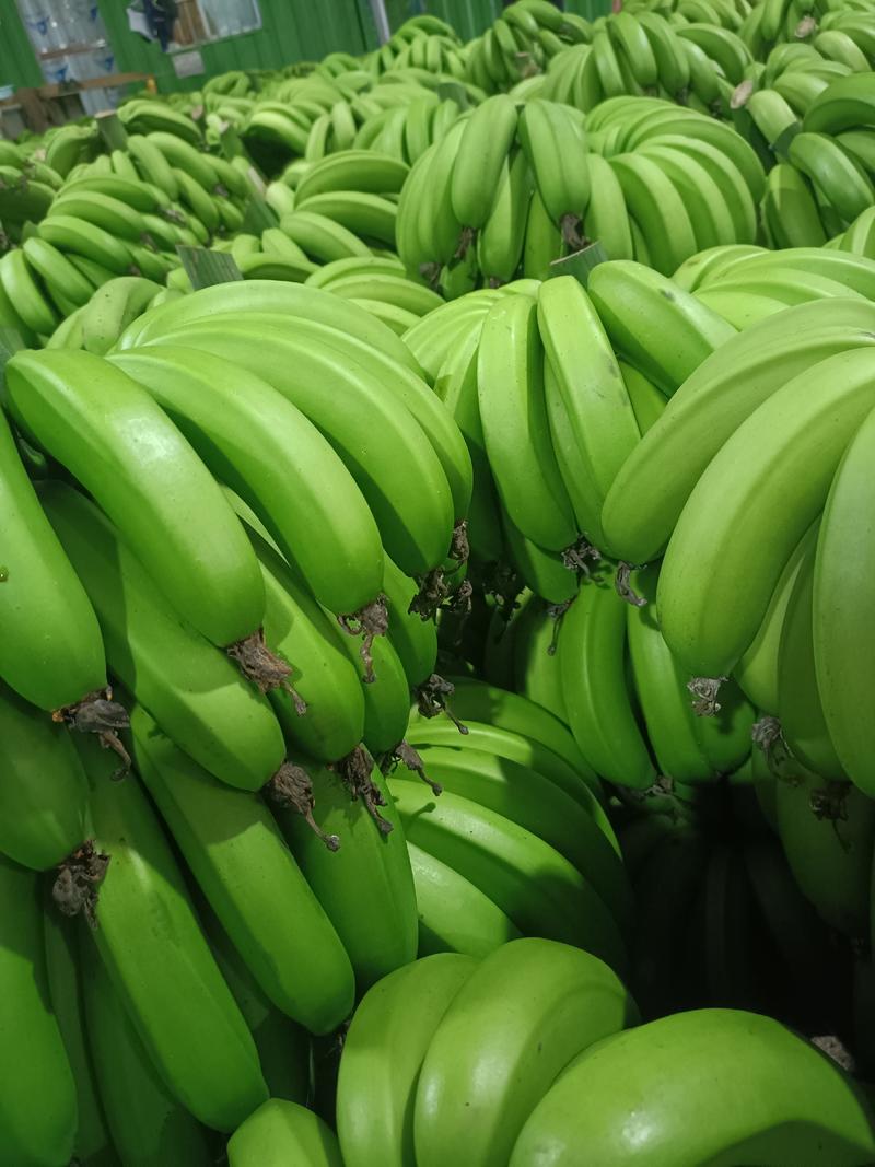 香蕉代理每天都有货