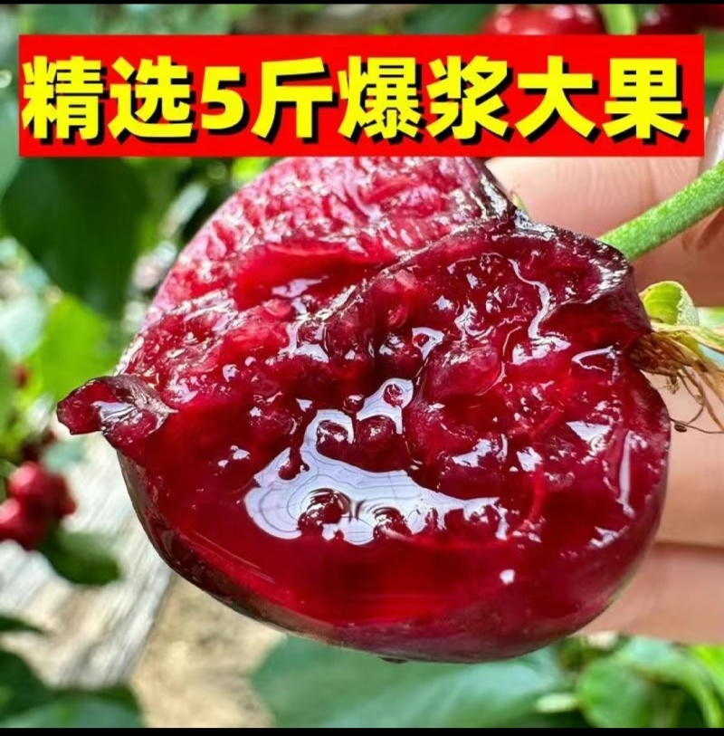 樱桃美早先锋~一件代发~抖音~快手~对接各大电商平台