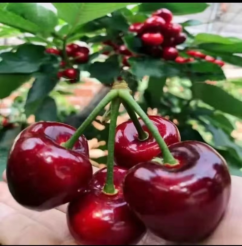 樱桃美早先锋~一件代发~抖音~快手~对接各大电商平台