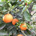 新鲜夏橙产地湖北秭归口感酸甜可实地看货代发代办