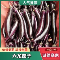 青州大龙长茄子1.-1.2新品上市，大量有货