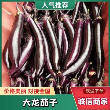 青州大龙长茄子1.-1.2新品上市，大量有货