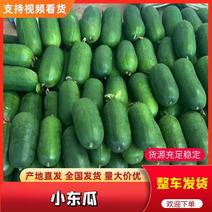 青州小冬瓜2斤以上大量现货出售价格稳定美丽出售