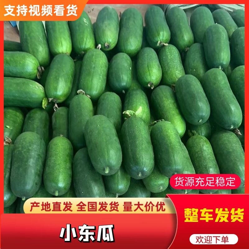 0.3～0.4毛小冬瓜大量现货价格稳定美丽出售