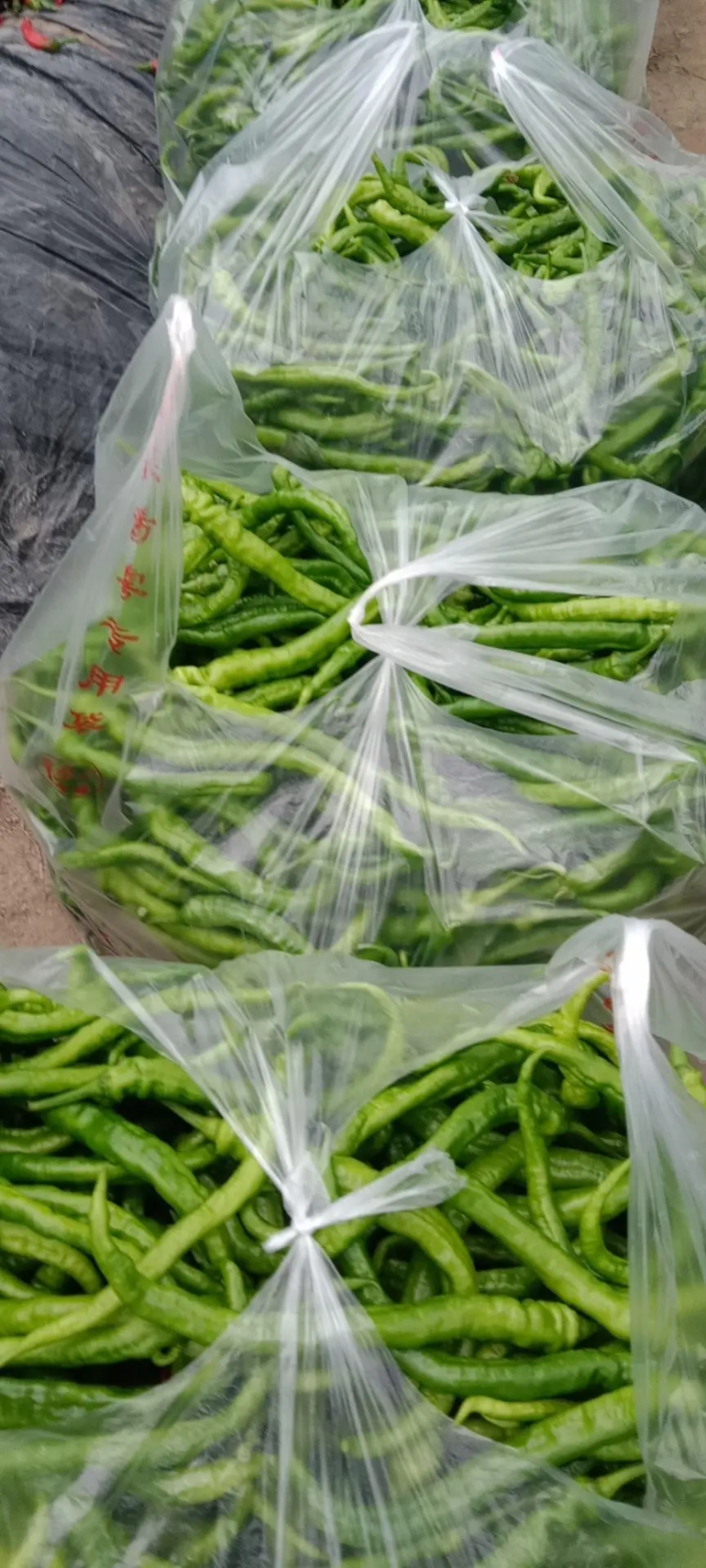 【螺丝椒】江西鲜辣椒供应各大市场商超，原产地直发，价格低