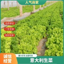 散叶生菜6两~0.78，质量好，价格稳定，诚信经营！