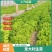 散叶生菜6两~0.78，质量好，价格稳定，诚信经营！