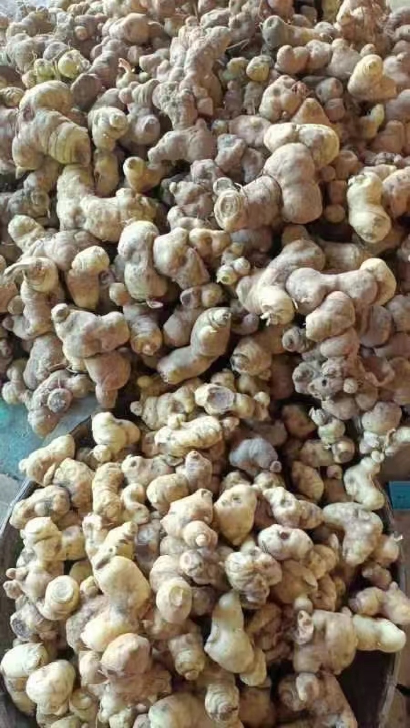 云南产地黄精干片包邮，货源充足质量保证，量大请致电联系