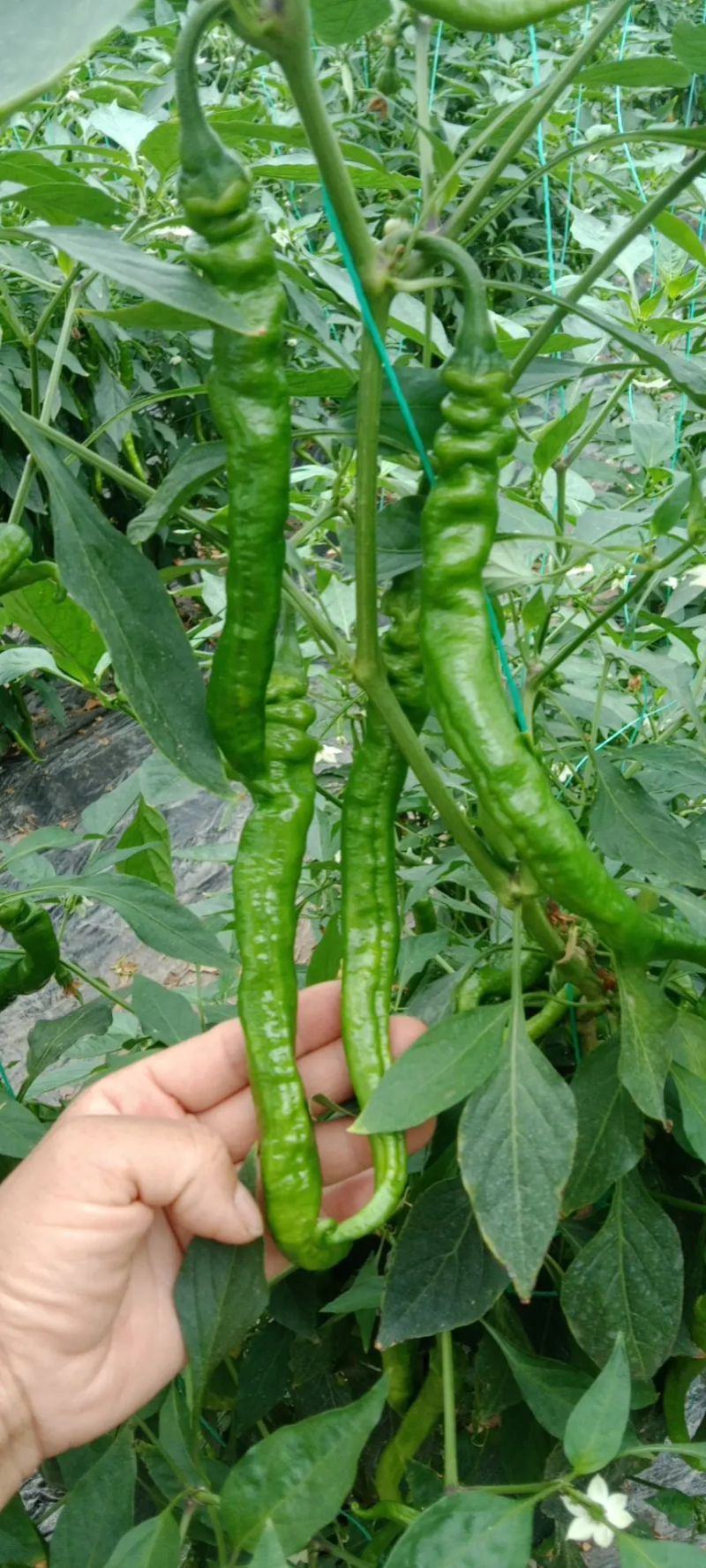 赣州螺丝椒鲜辣椒，品质保证产地批发，可视频看货欢迎咨询