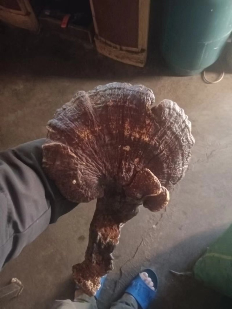云南野生灵芝包邮，货源充足，质量保证，量大欢迎致电咨询
