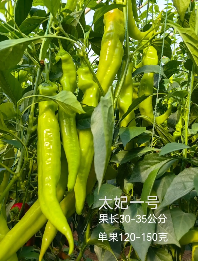 大果尖椒苗太妃一号黄绿皮尖椒产量高抗病能力强山东寿光基地