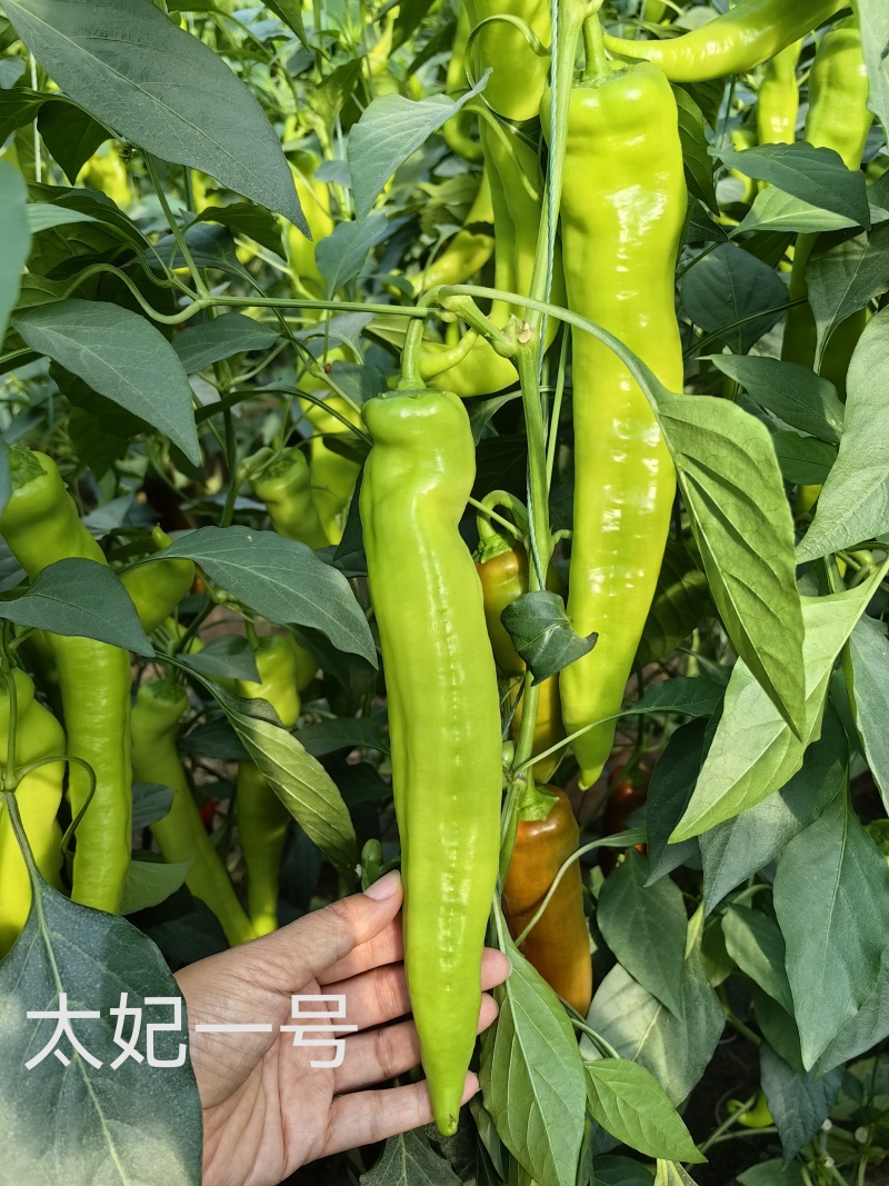 大果尖椒苗太妃一号黄绿皮尖椒产量高抗病能力强山东寿光基地