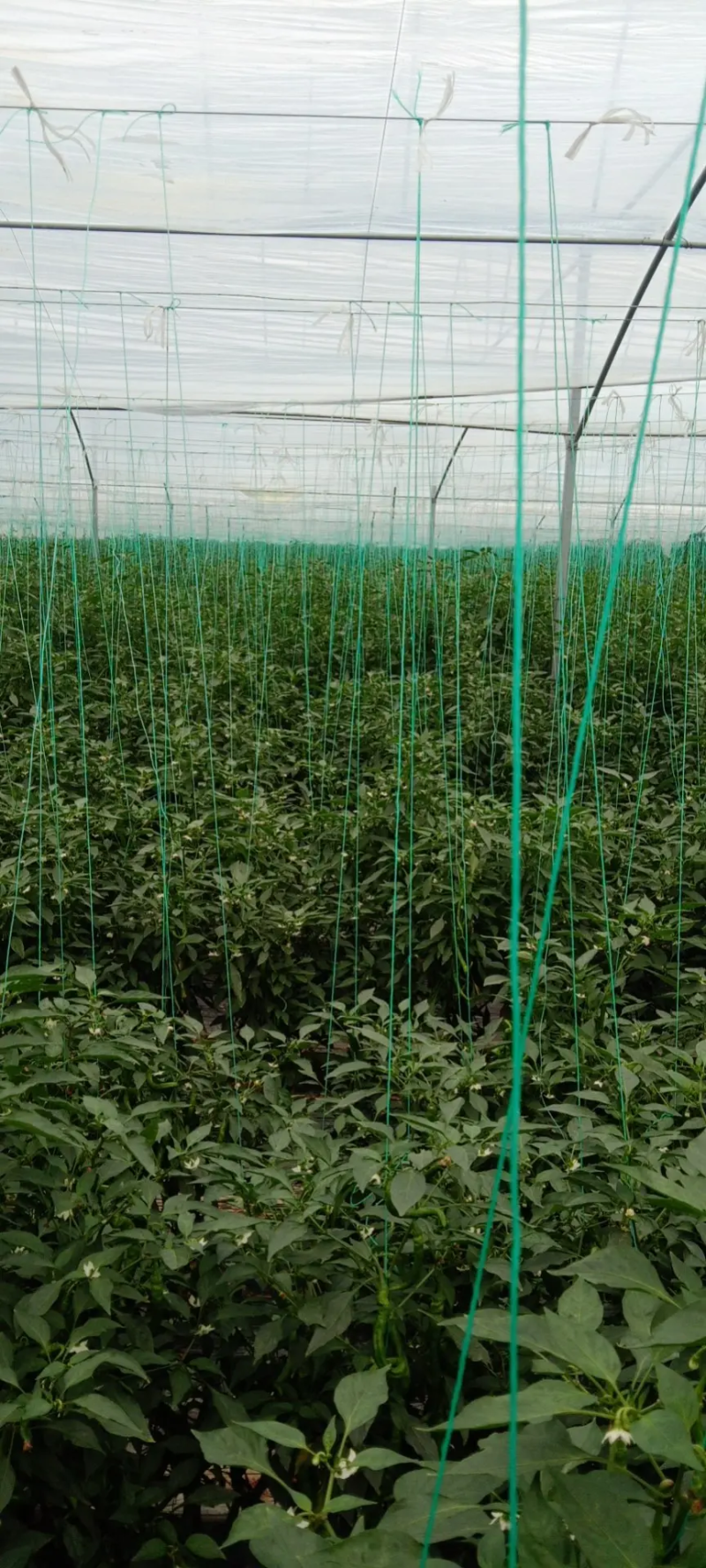 赣州螺丝椒鲜辣椒，品质保证产地批发，可视频看货欢迎咨询