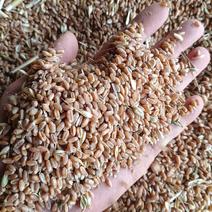 2024安徽省安庆地区本地小麦大批量上市中