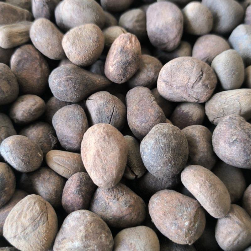 大风子大疯子中药材批发大风子质量保证量大从优