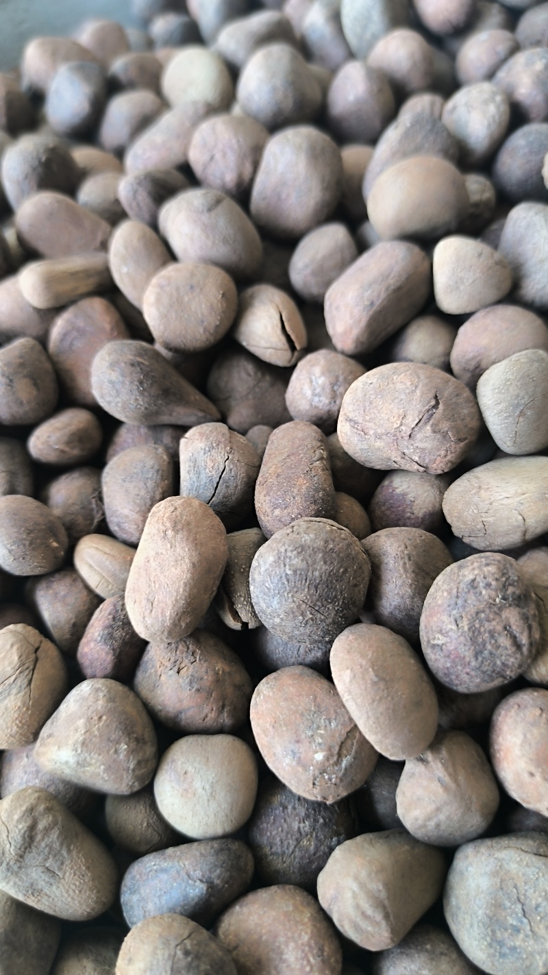 大风子大疯子中药材批发大风子质量保证量大从优