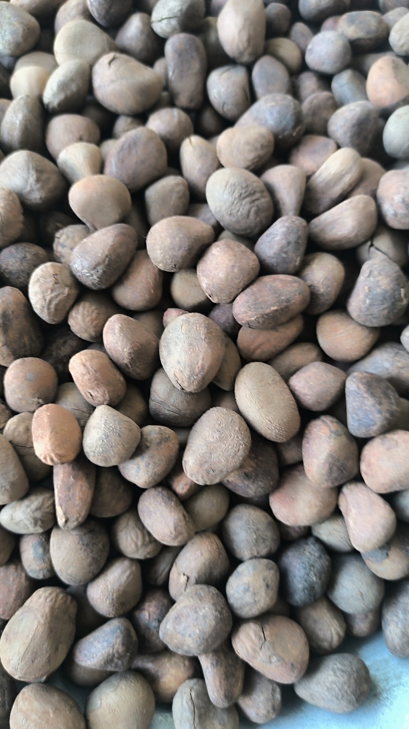 大风子大疯子中药材批发大风子质量保证量大从优