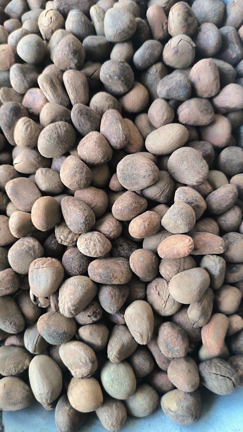 大风子大疯子中药材批发大风子质量保证量大从优