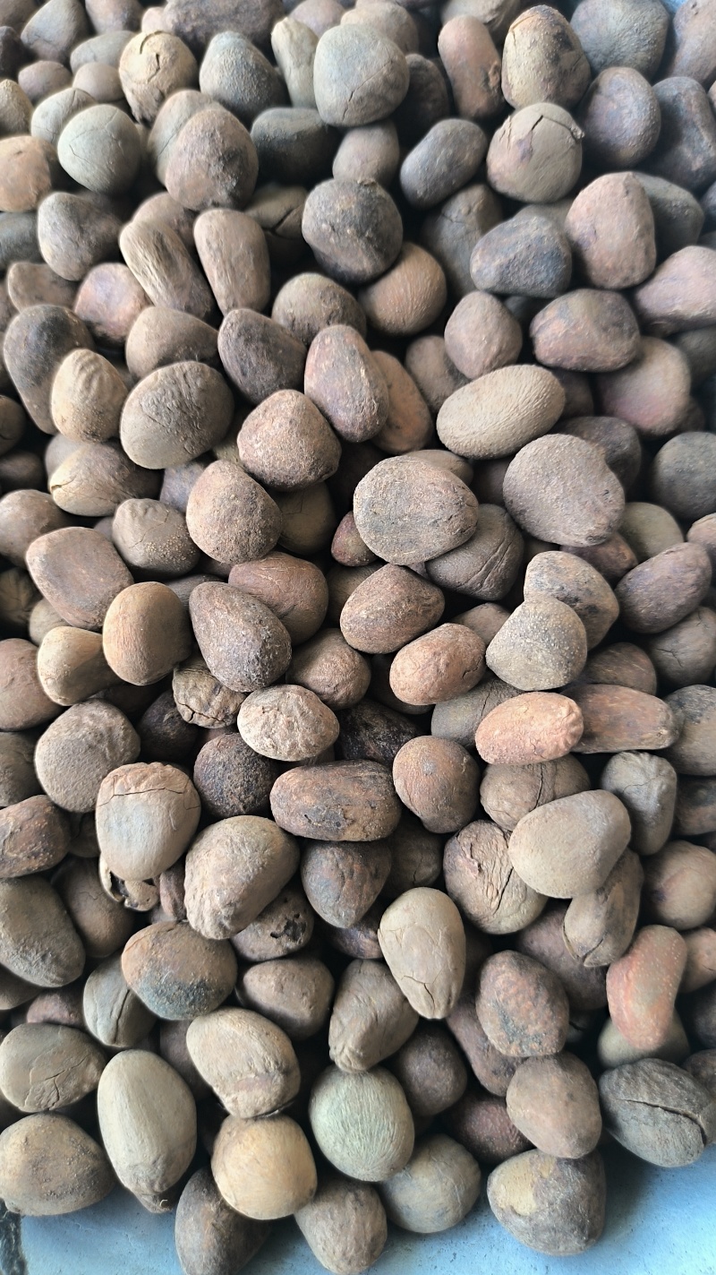 大风子大疯子中药材批发大风子质量保证量大从优