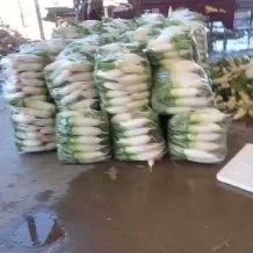 甘肃临洮各种萝卜大量有货；需要的电话咨询