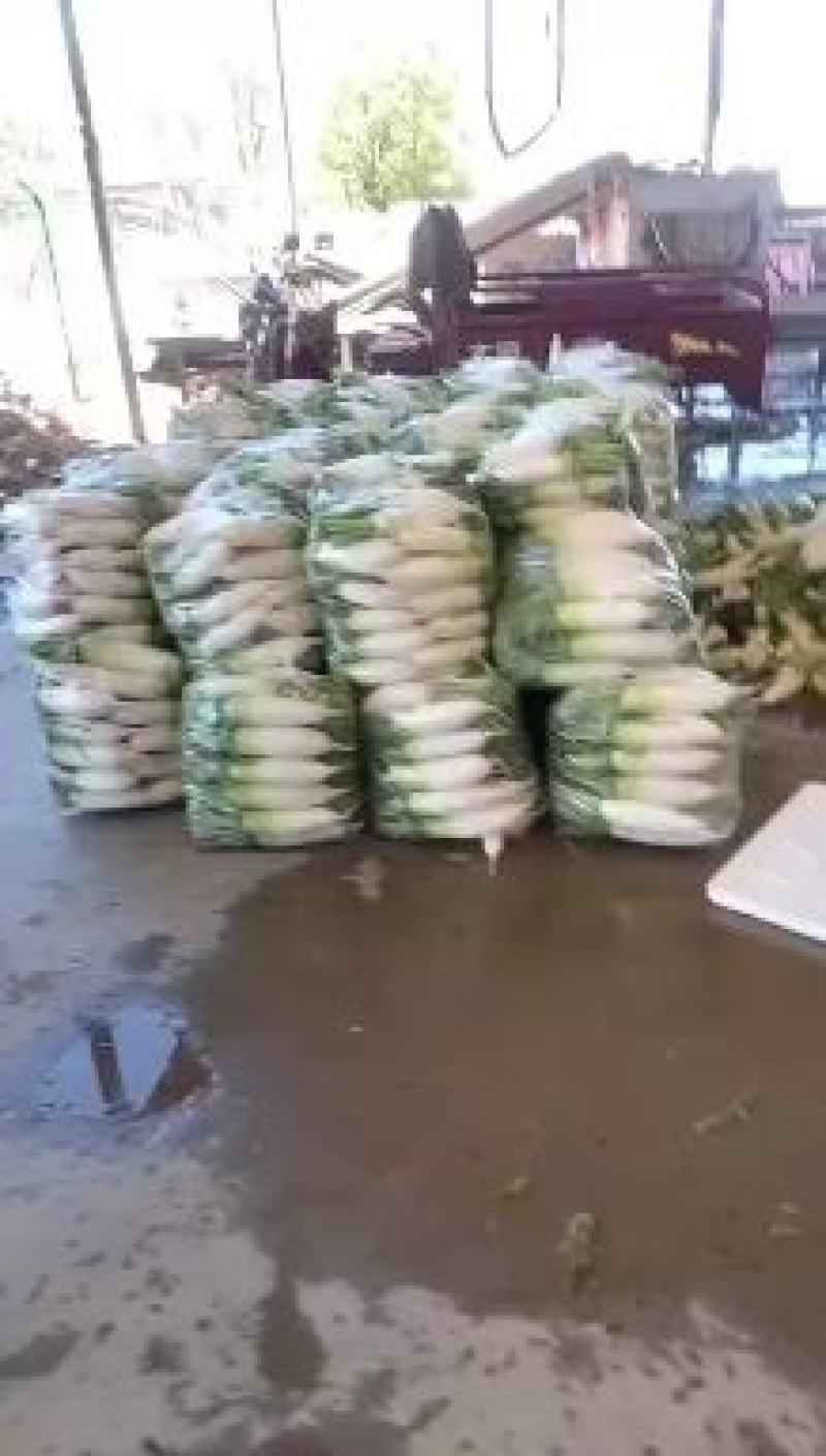 甘肃临洮各种萝卜大量有货；需要的电话咨询