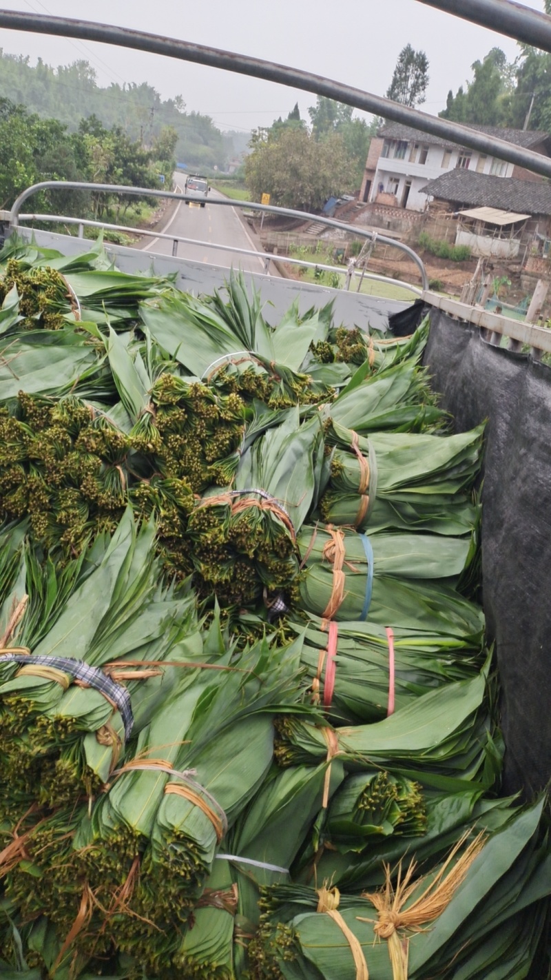 麻竹叶粽叶量大价优2025端午前每天现货供应