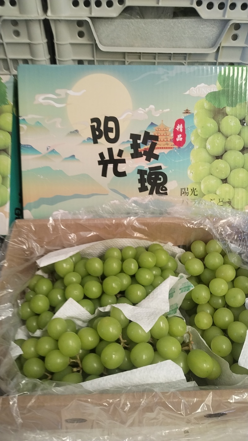 河北阳光玫瑰产地，产地直发，一手货源，欢迎实地采购。