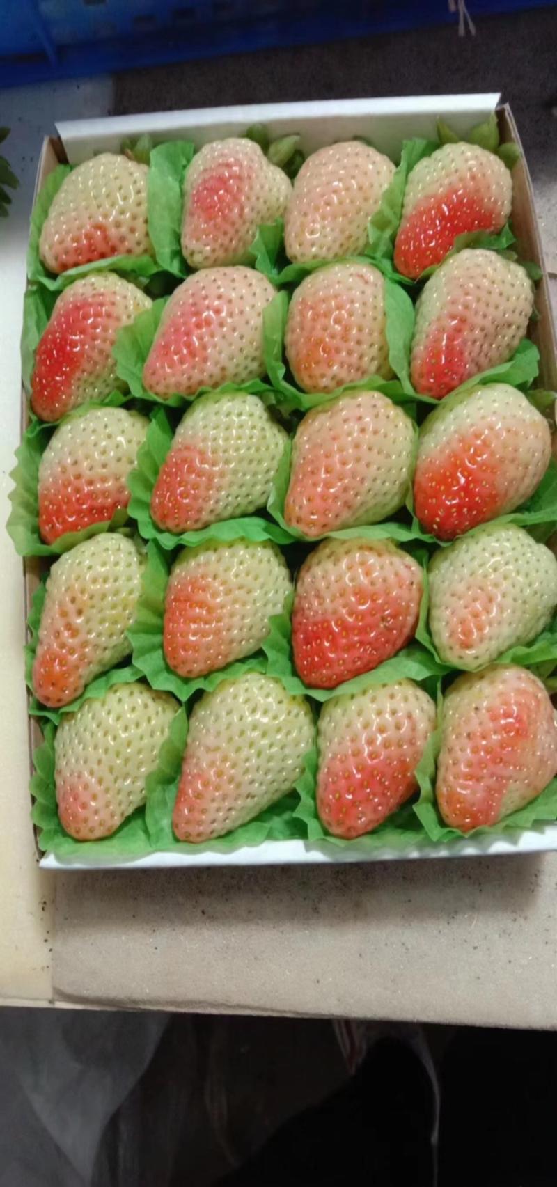 蒙特瑞草莓，基地直供全国直发商超电商一键代发欢迎洽谈生意