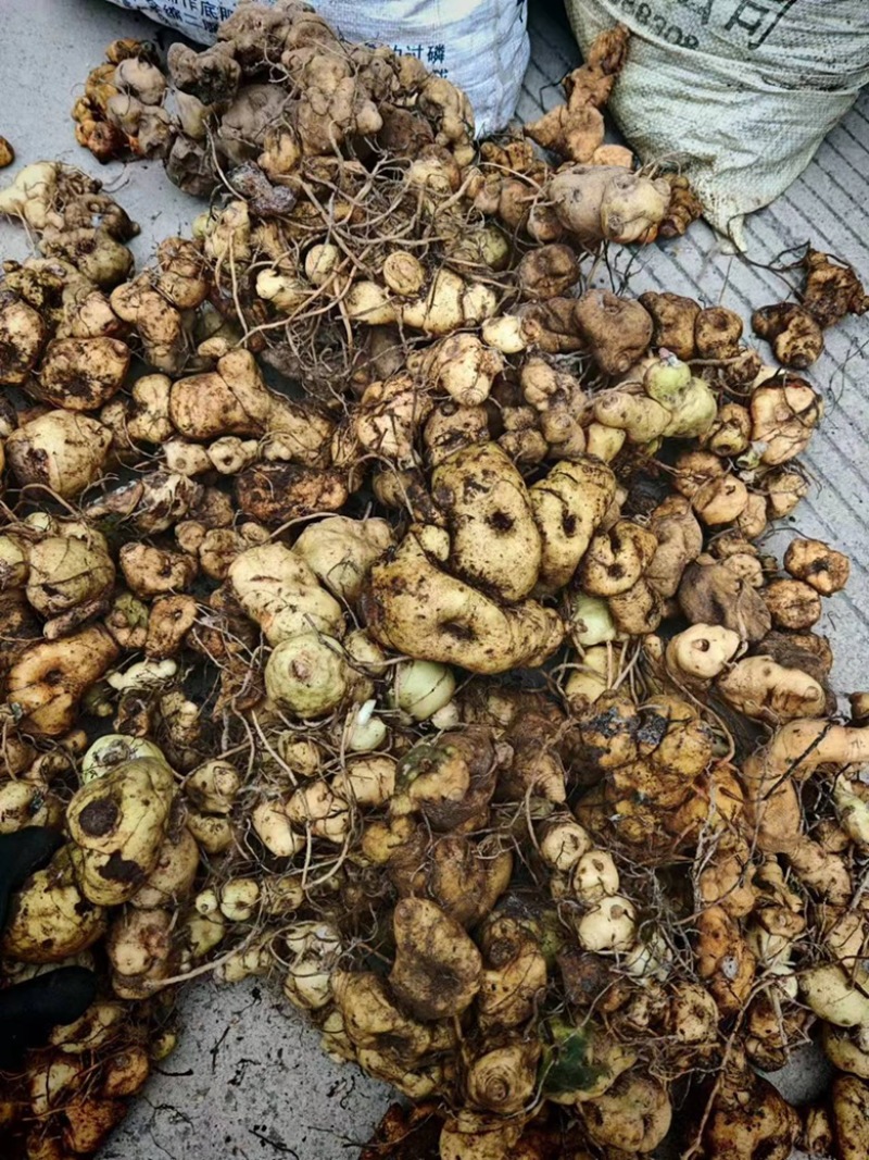 鲜黄精