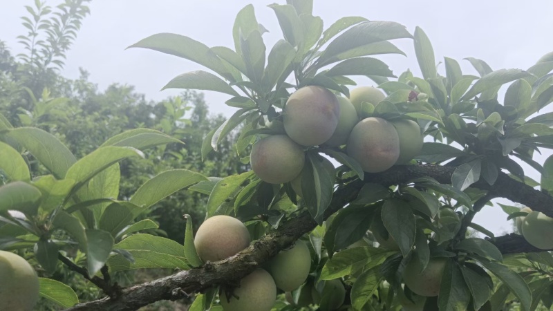 嵊州桃形李，甘甜，清脆爽口，一年一季，7月初上市