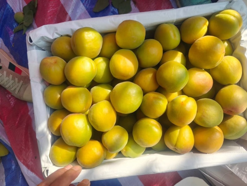 金太阳，丰源红杏凯特