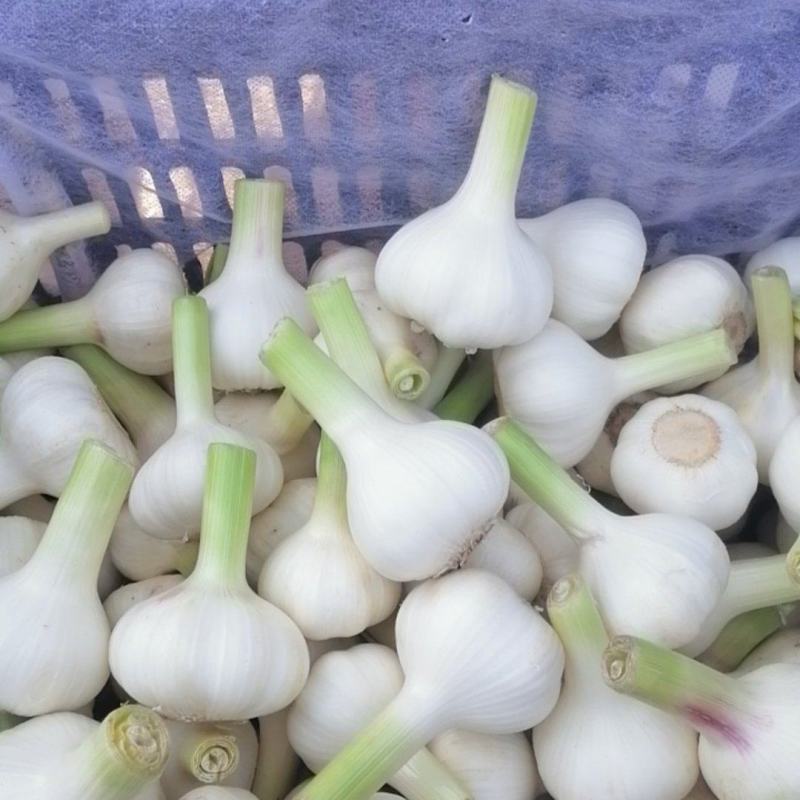 精品河南鲜蒜