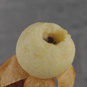 华白一号枇杷