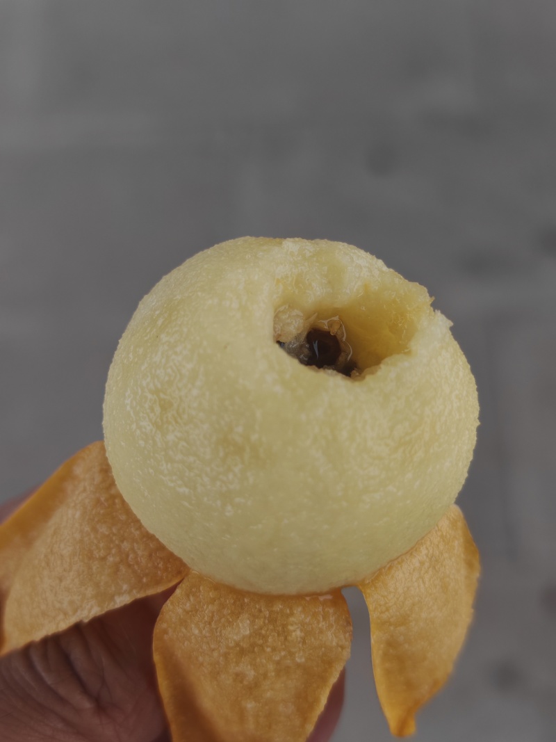 华白一号枇杷