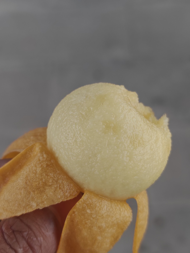 华白一号枇杷