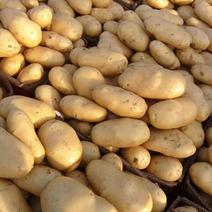 【沃土土豆】大棚货，三两起，质量三包，需要请联系！！