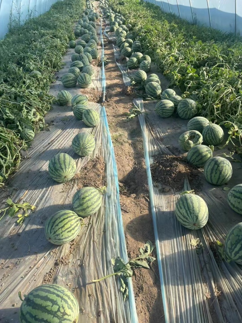 头茬精品麒麟西瓜包熟包甜颗颗精挑细选瓜行圆润纸箱托盘都有