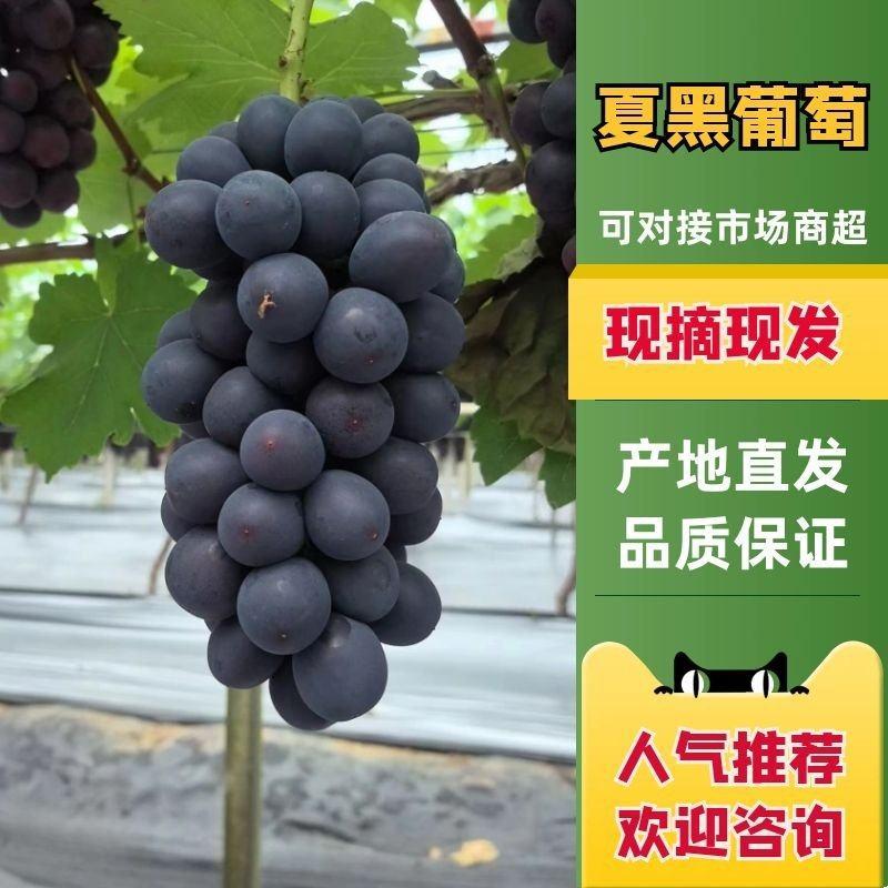 浙江台州三门夏黑葡萄代办各种葡萄代办