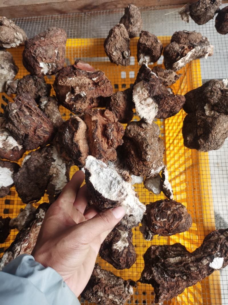 茯苓干货，10斤起批包邮，新鲜货，云南产地
