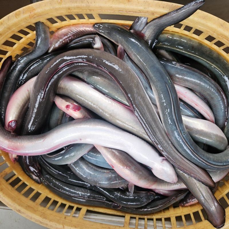 冰鲜鳗鱼，品质好货，常年有货，原产地发货