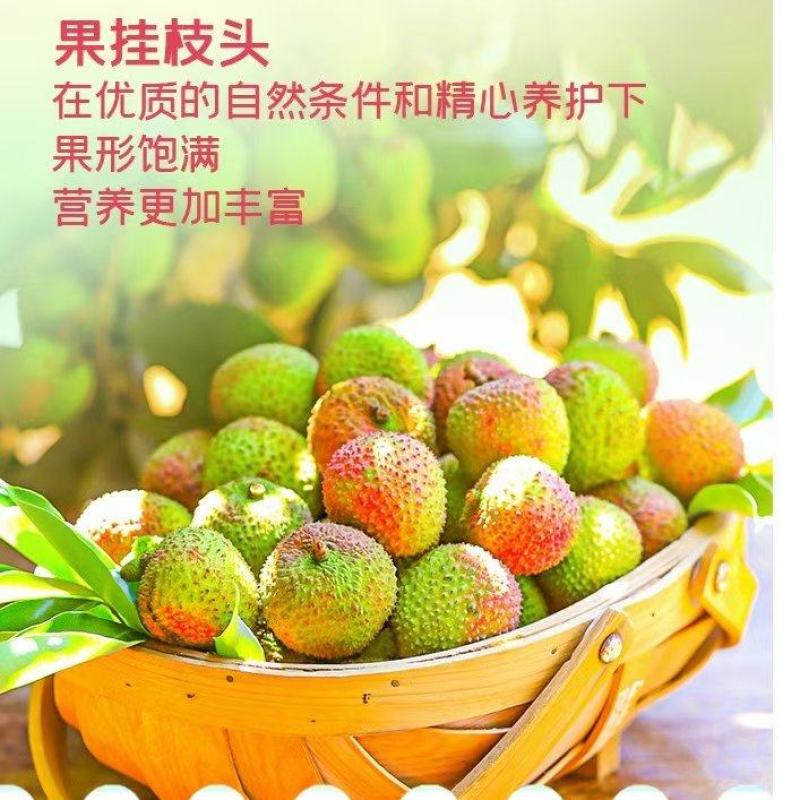 新鲜荔枝广东妃子笑荔枝