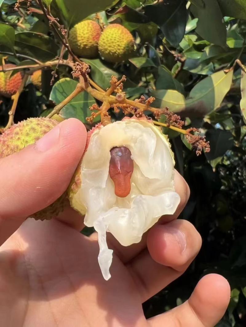 新鲜荔枝广东妃子笑荔枝