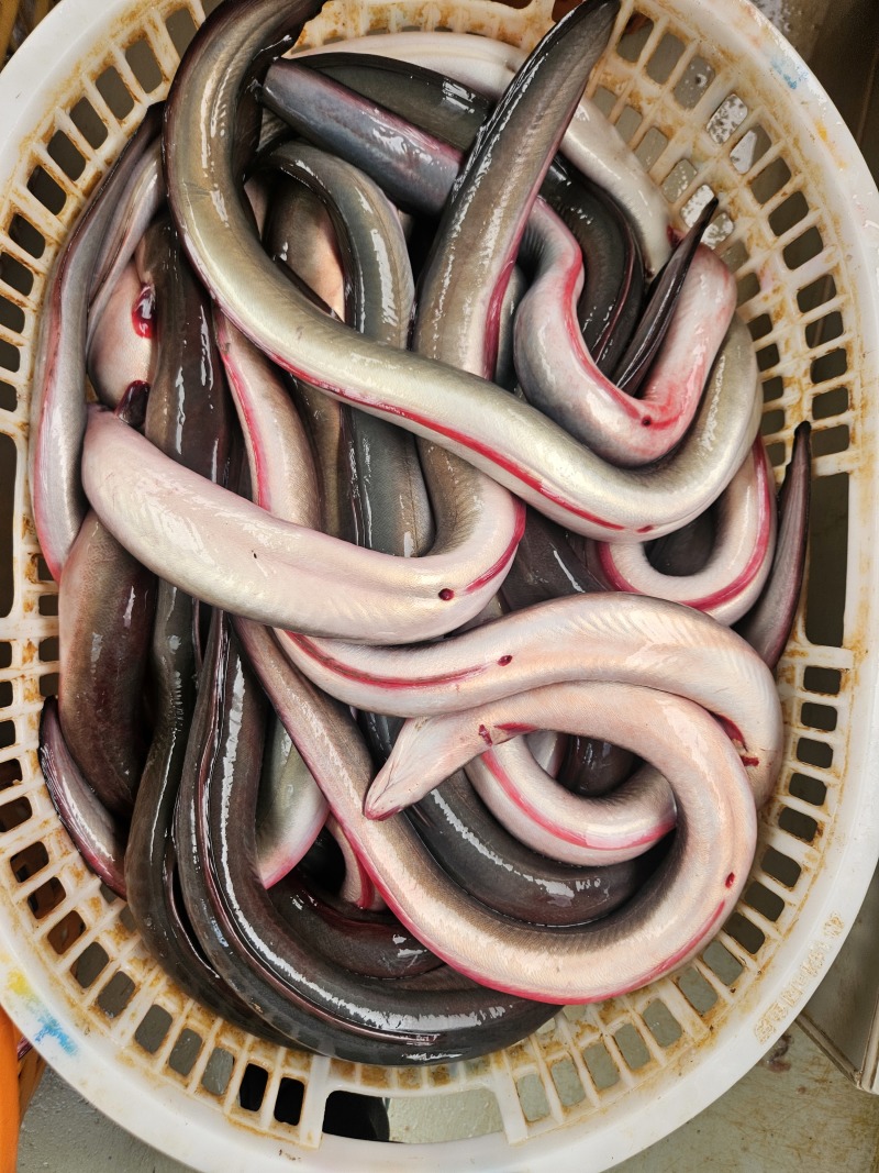 冰鲜鳗鱼，品质好货，常年有货，原产地发货