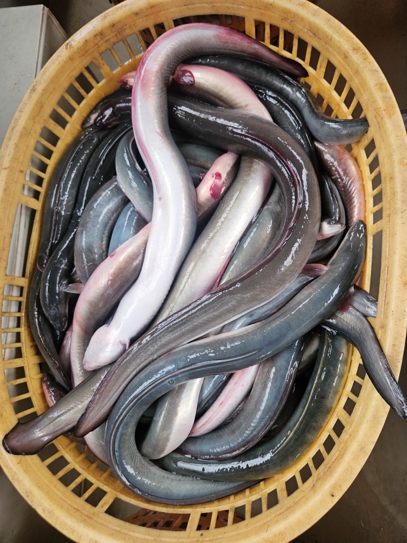 冰鲜鳗鱼，品质好货，常年有货，原产地发货