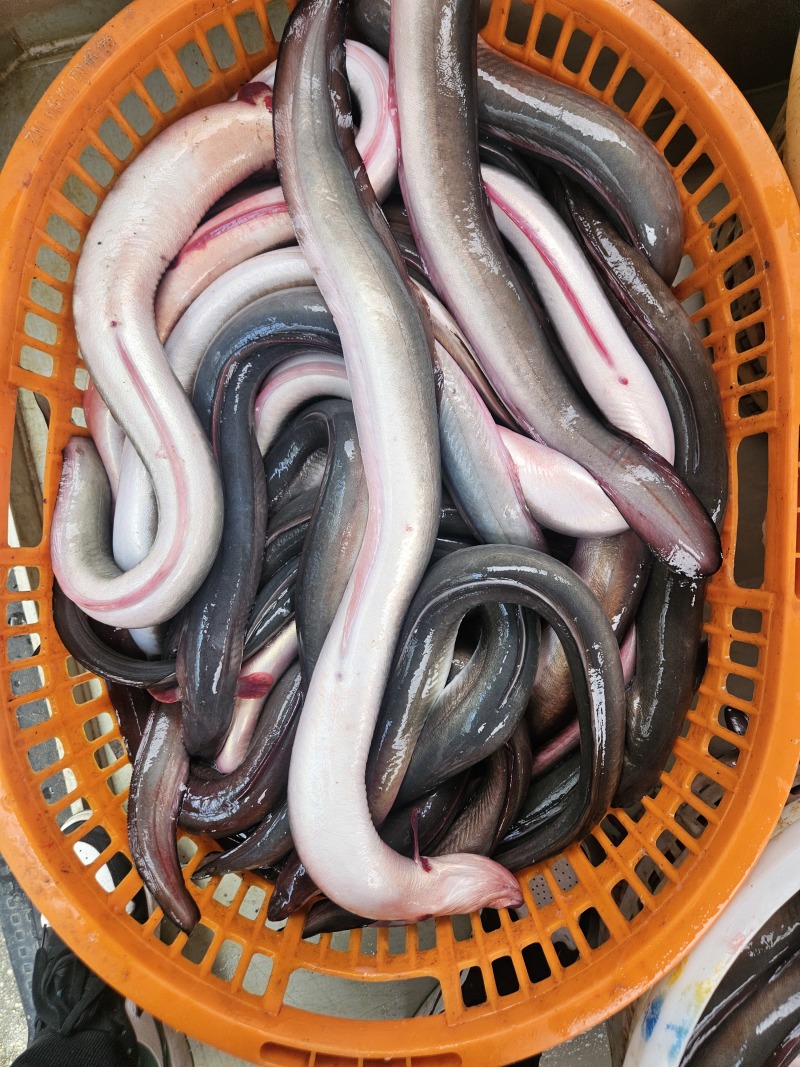 冰鲜鳗鱼，品质好货，常年有货，原产地发货