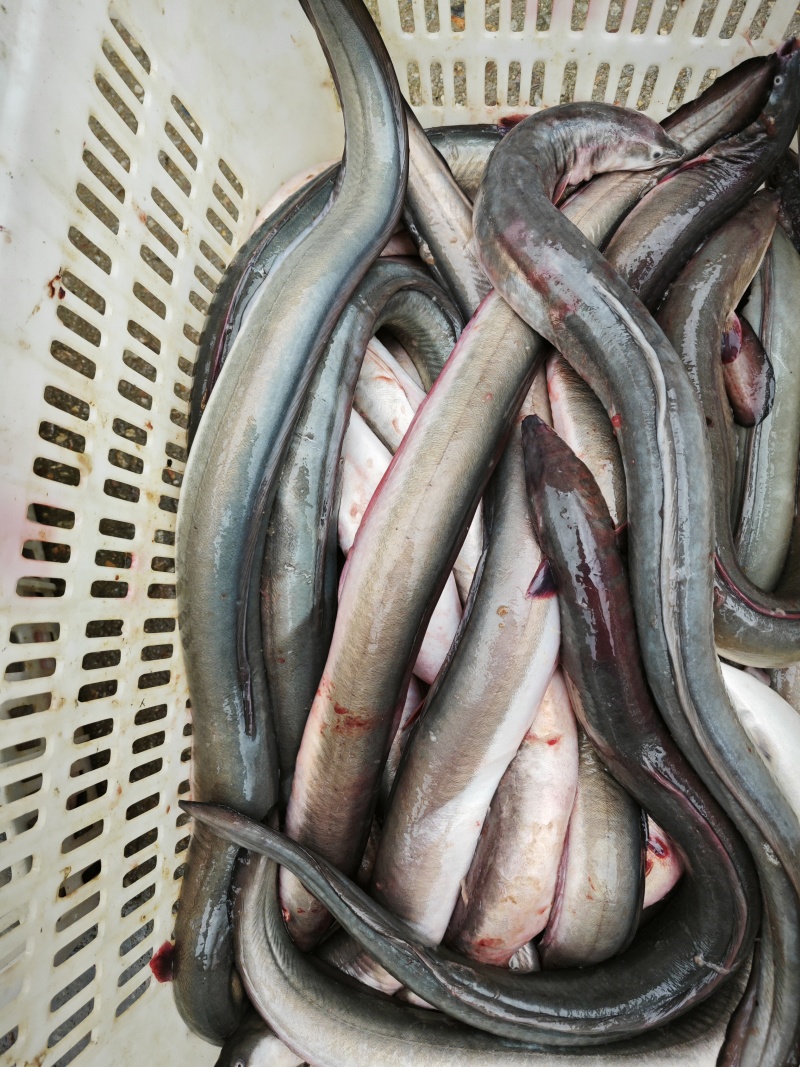冰鲜鳗鱼，品质好货，常年有货，原产地发货
