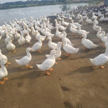 6000只出售散养