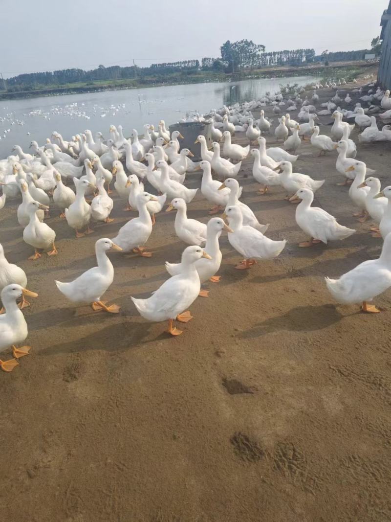 6000只出售散养