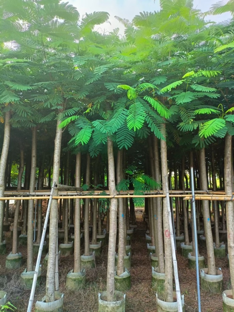 凤凰木3-30分各种规格低价出售