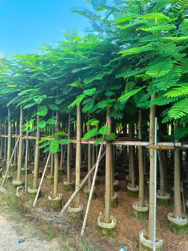 凤凰木3-30分各种规格低价出售